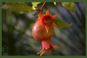 نهال انار دانه سیاه