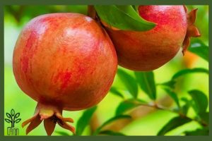 نهال انار دانه سیاه