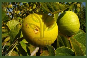 نهال انجیر دیم استهبان