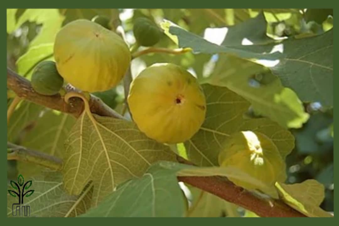 نهال انجیر دیم استهبان