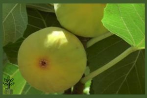 نهال انجیر دیم استهبان