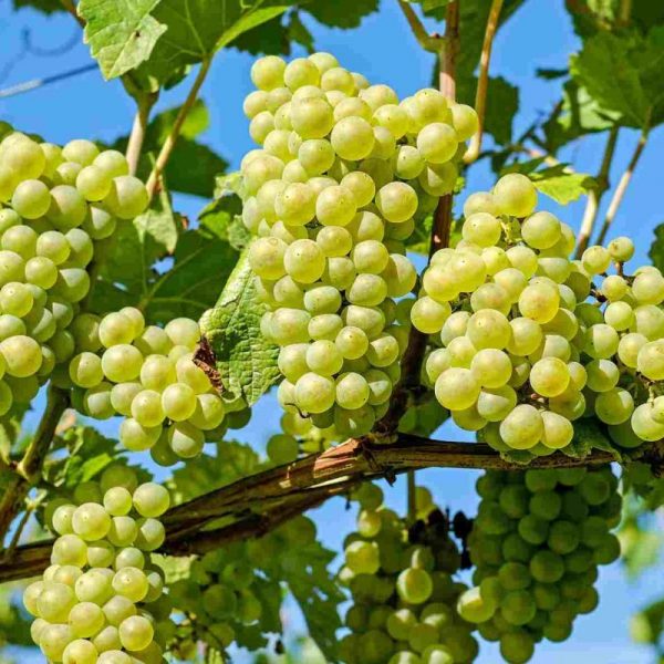 نهال انگور فخری