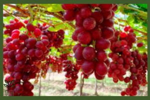 نهال انگور فلیم سیدلس