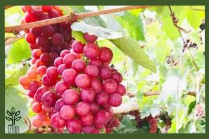 نهال انگور فلیم سیدلس