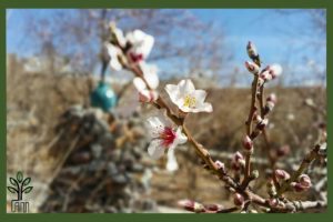 نهال بادام شکوفه