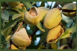 نهال بادام شکوفه