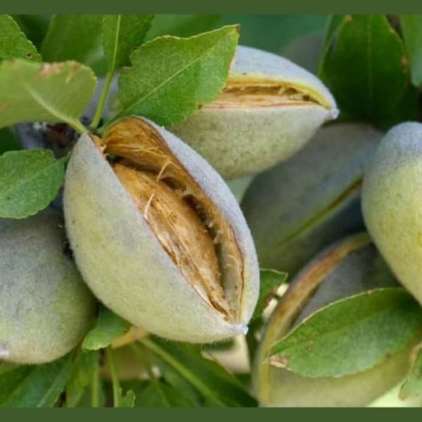 نهال بادام شکوفه