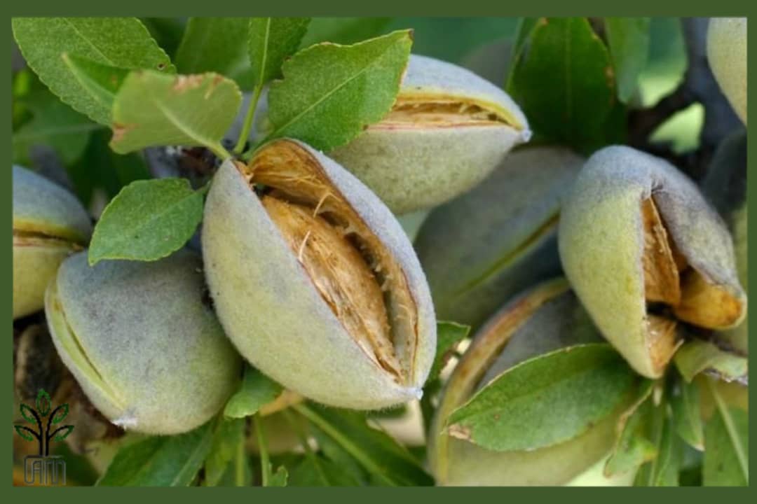 نهال بادام شکوفه