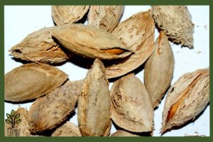 نهال بادام فرانیس