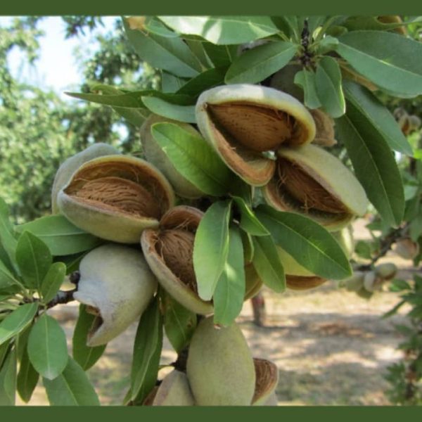 نهال بادام فرانیس