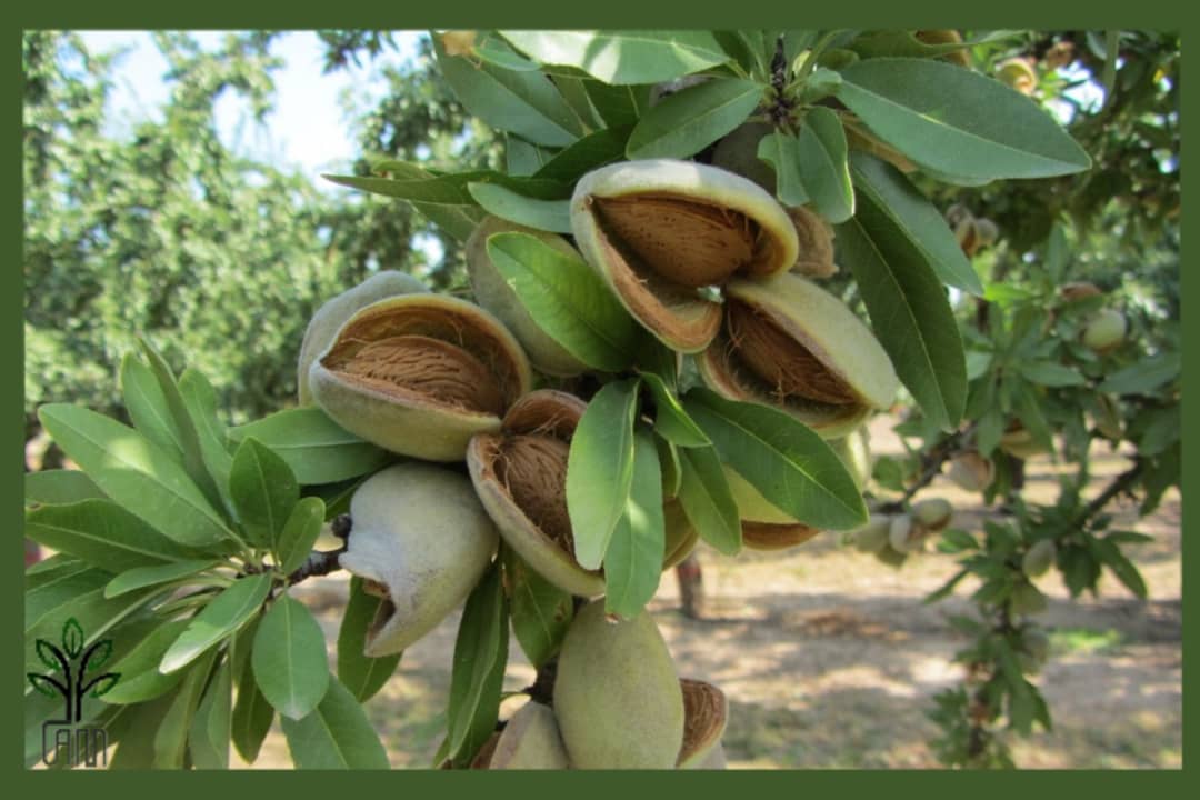 نهال بادام فرانیس