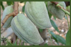 نهال بادام فرانیس