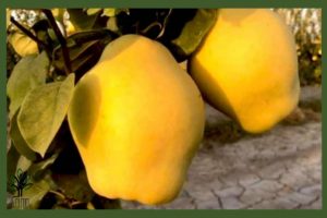 نهال به اصفهان