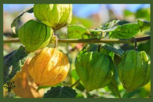 نهال فیسالیس