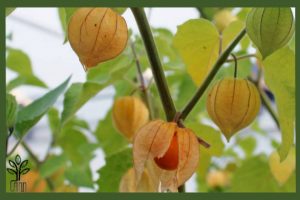 نهال فیسالیس