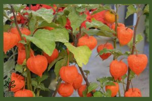 نهال فیسالیس