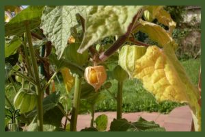 نهال فیسالیس