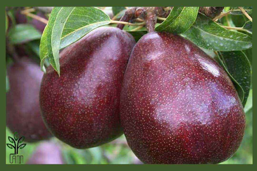 نهال گلابی آنجو