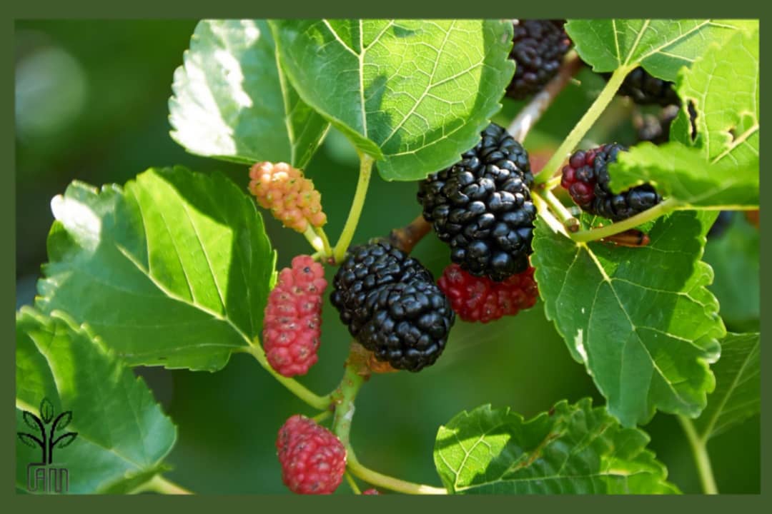 نهال توت بدون استخوان