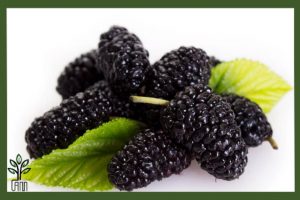 نهال توت بدون استخوان