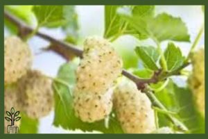 نهال توت سفید هرات