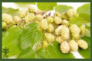 نهال توت سفید هرات