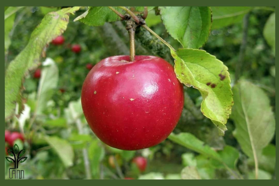 نهال سیب تو سرخ