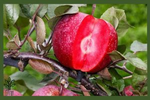 نهال سیب توسرخ
