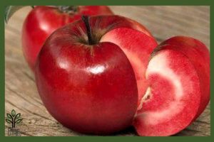 نهال سیب توسرخ