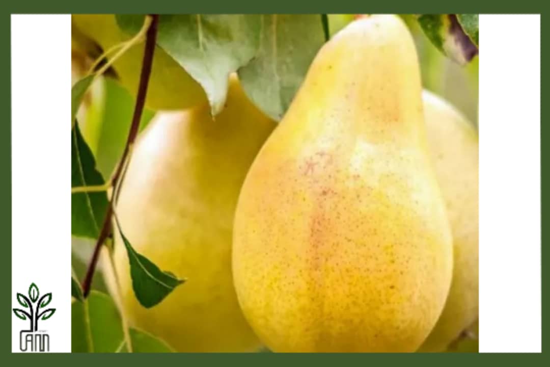 نهال گلابی اسپادانا