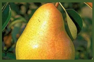 نهال گلابی اسپادانا