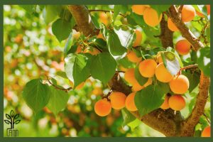 نهال زردآلو اردوبادی