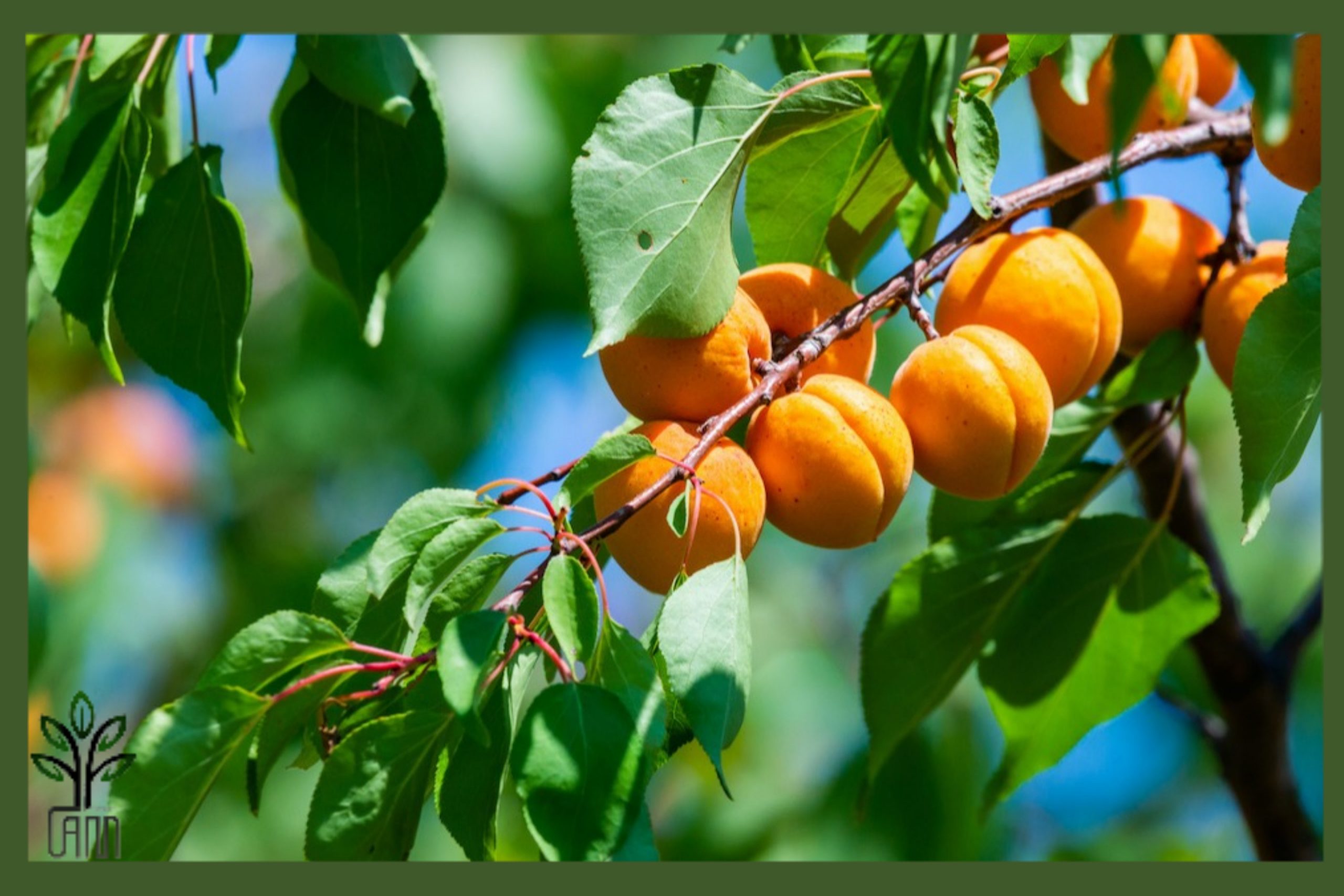 نهال زردآلو اردوآباد