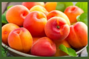 نهال زردآلو شاهرودی