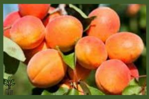 نهال زردآلو شاهرودی