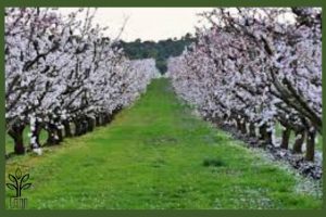 نهال زردآلو شاهرودی