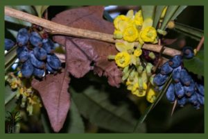 نهال زرشک بیدانه سیاه