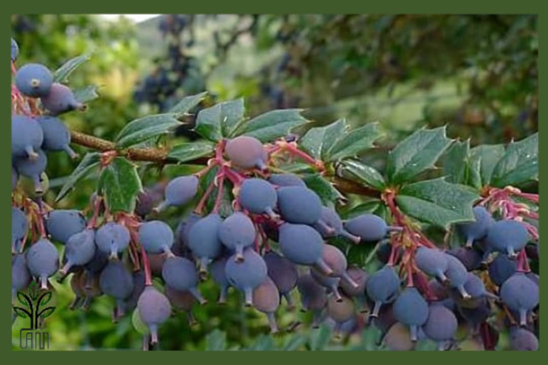 نهال زرشک بیدانه سیاه