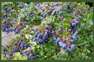 نهال زرشک بیدانه سیاه