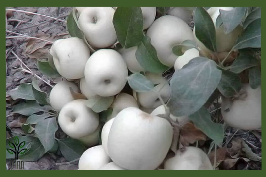 نهال سیب سفید قندی