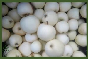 نهال سیب سفید نقدی