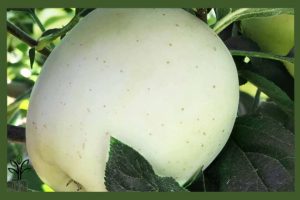 نهال سیب سفید نقدی