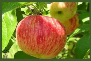 نهال سیب گلاب