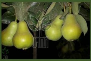 نهال گلابی شاه میوه