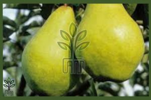 نهال گلابی شاه میوه