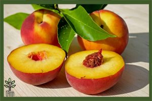 نهال هلو هسته جدا