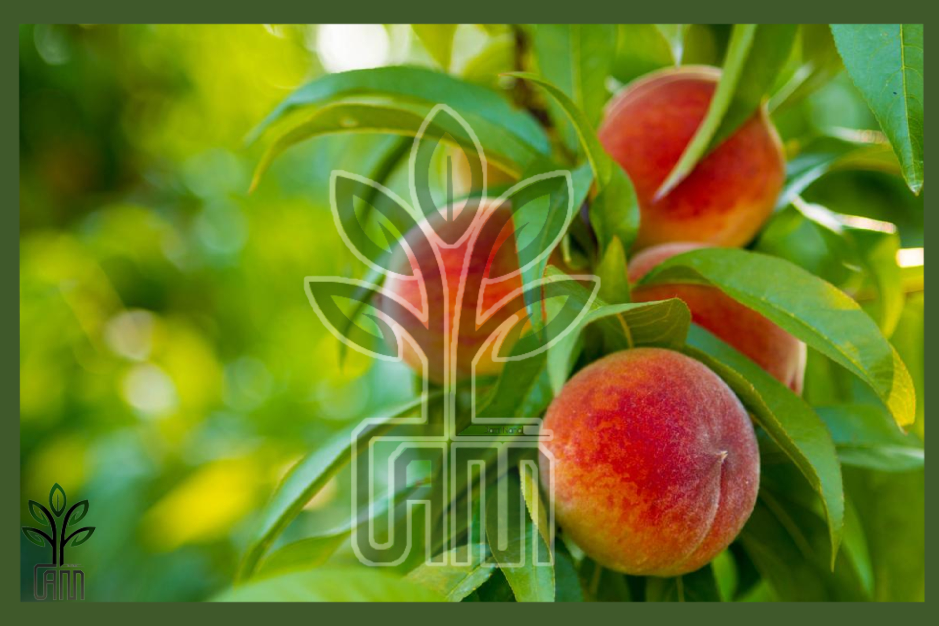 نهال هلو هسته جدا