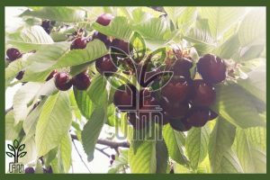 نهال گیلاس تکدانه مشهد