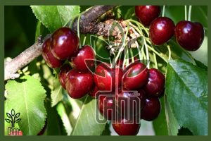 نهال گیلاس تکدانه مشهد