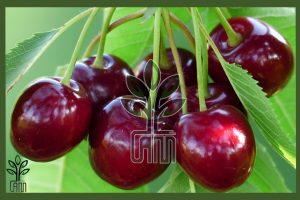 نهال گیلاس تکدانه مشهد